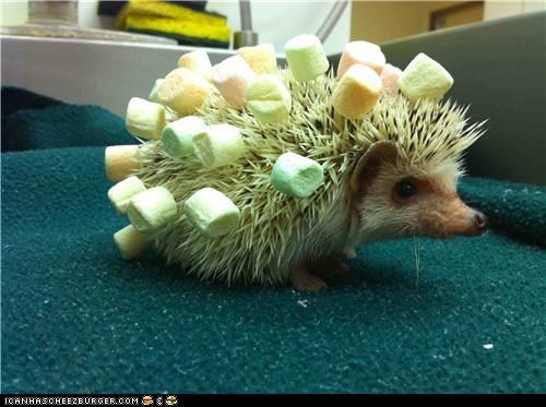 Hedgehog covered in marshmallows