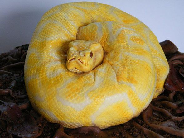 Cake that looks like an albino snake