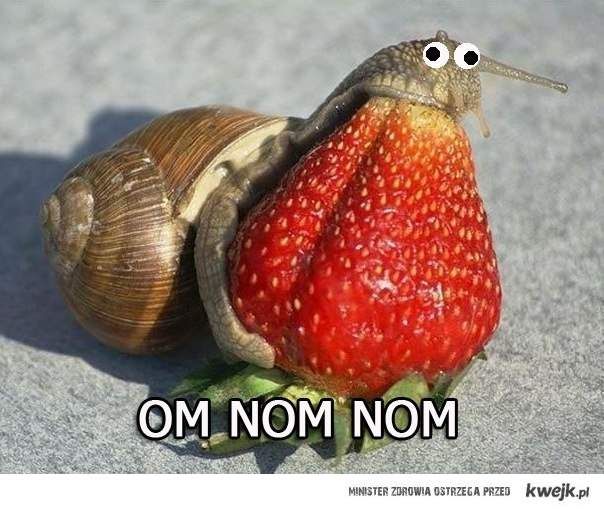 Snail eating a strawberry whole. Om nom nom