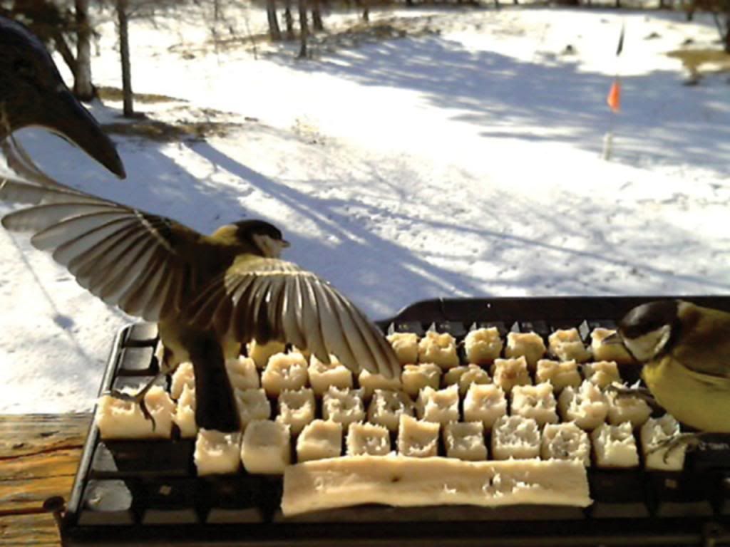 Birds eating bacon and lard off of a keyboard that automatically tweets to the hungry birds twitter account
