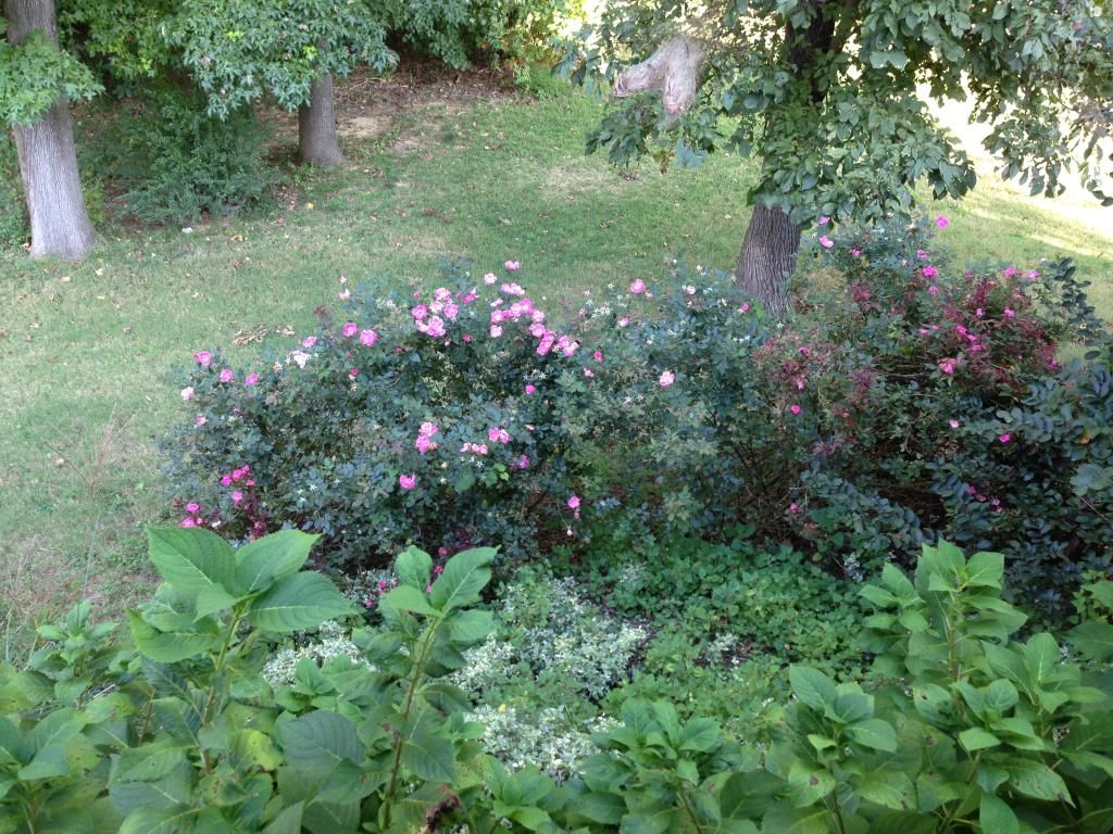  photo 9EA2F8CF-F24B-485B-BA93-E9D963CDA2BE.jpg