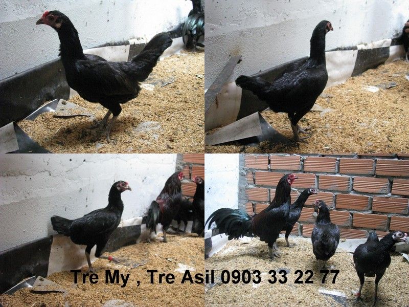 Bán gà tre Mỹ , Asil Bobby và BlackJaps - 3