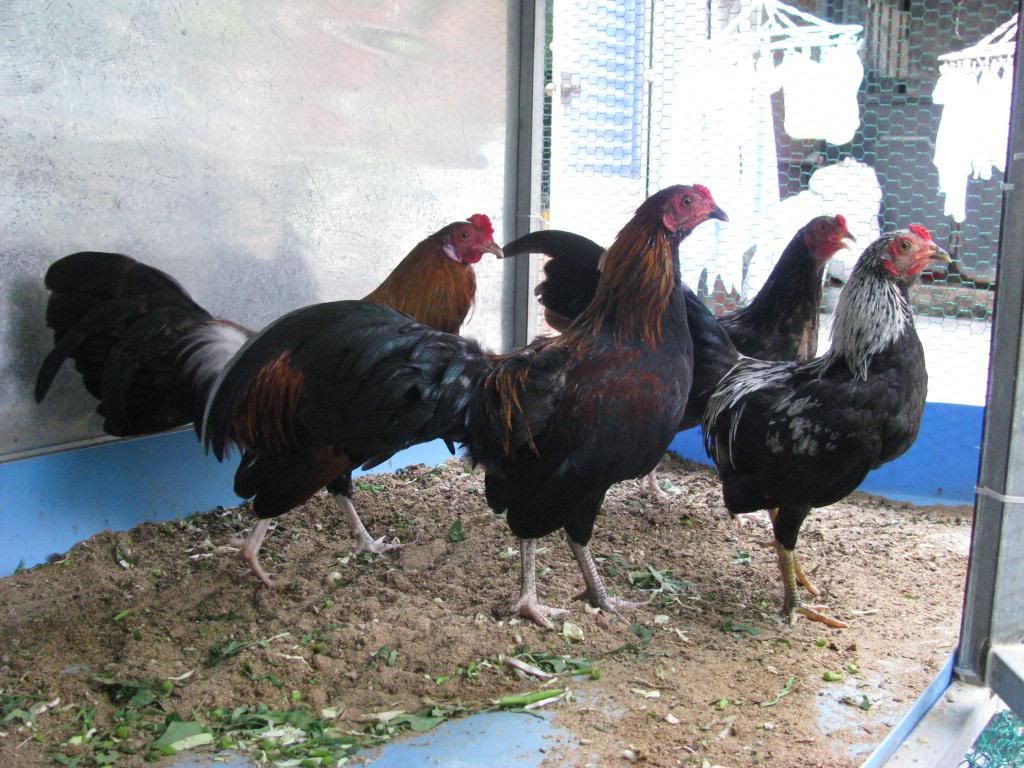 Tổng Thanh Lý gà tre lai hàng VIP , Tre Mỹ + mái mỹ đẽn bướm chân xanh