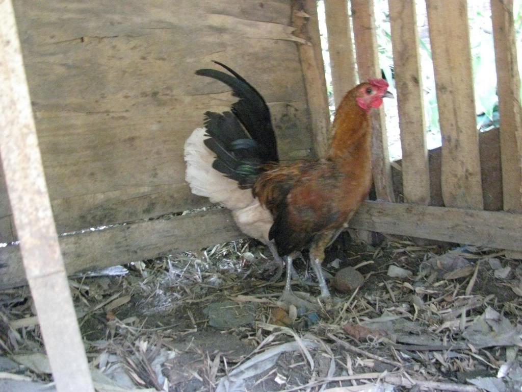 Tổng Thanh Lý gà tre lai hàng VIP , Tre Mỹ + mái mỹ đẽn bướm chân xanh - 18