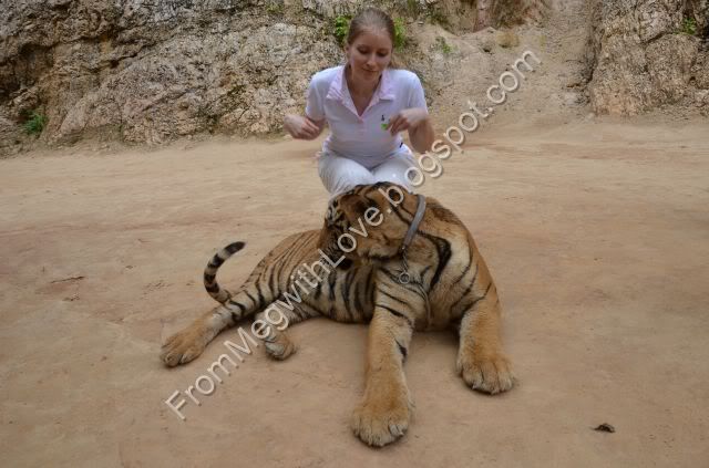 Templul tigrilor - Thailanda Templul tigrilor - Thailanda