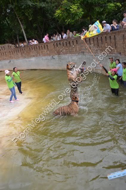 Templul tigrilor - Thailanda Templul tigrilor - Thailanda