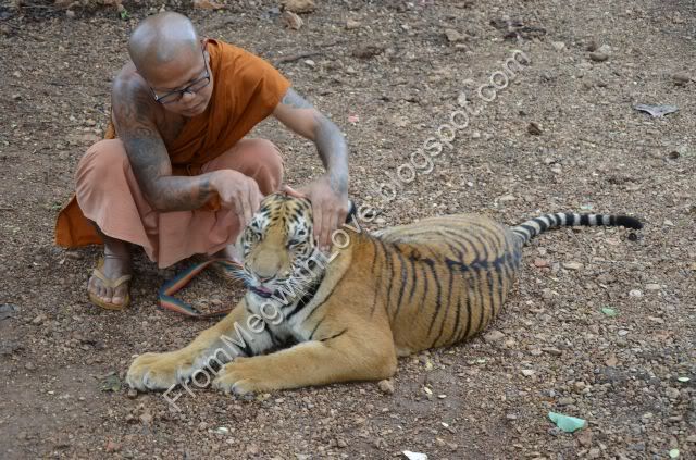 Templul tigrilor - Thailanda Templul tigrilor - Thailanda