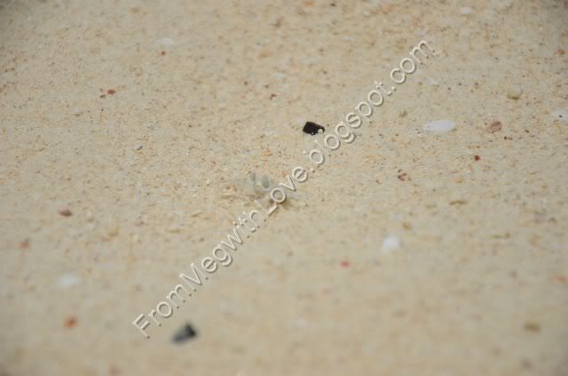 Insula Phi Phi, Thailanda Insula Phi Phi, Thailanda