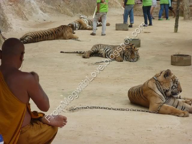 Templul tigrilor - Thailanda Templul tigrilor - Thailanda