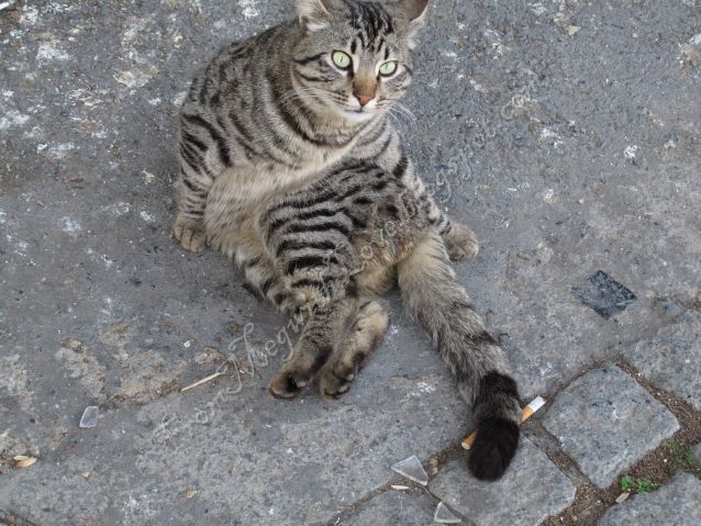 Istanbul, Turcia Istanbul, Turcia