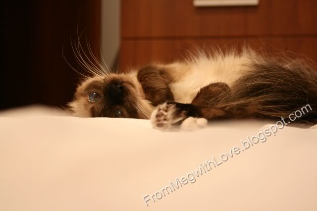 Furminator - Perie pentru pisici Furminator - Perie pentru pisici