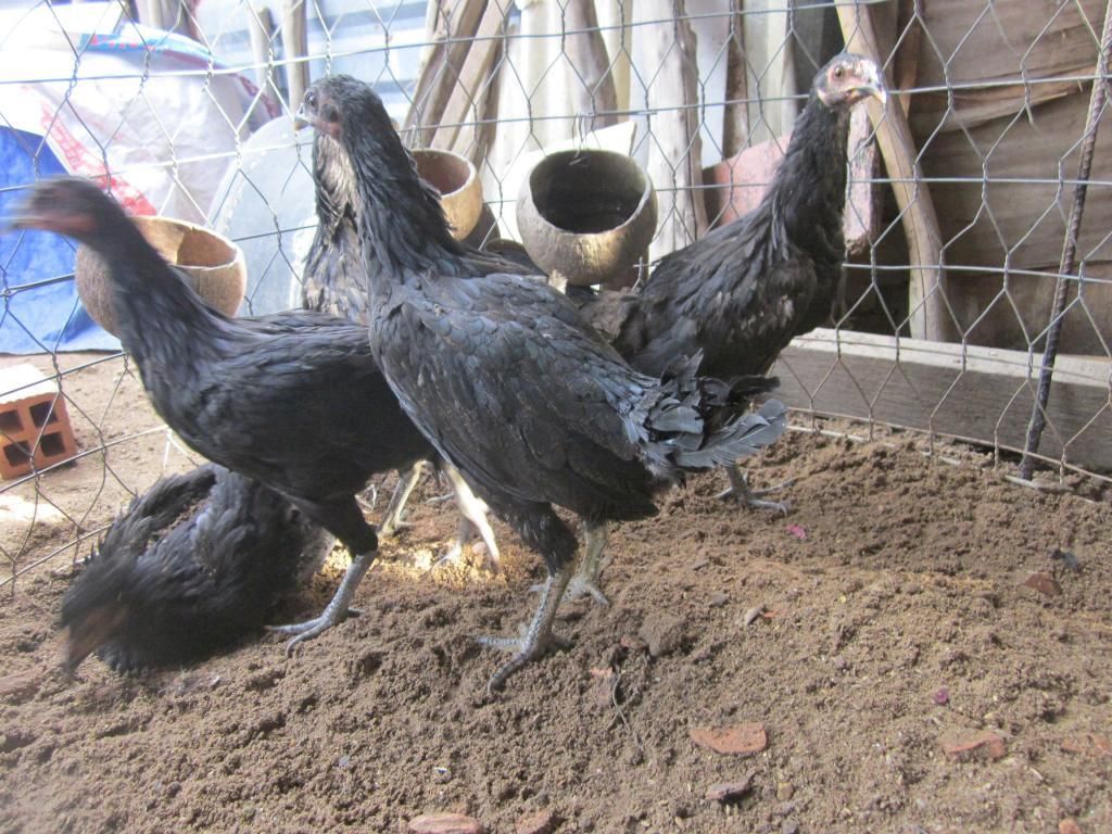 Gà tre jap, mỹ hàng chất lượng - 10