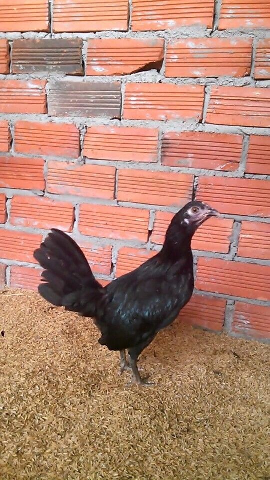 Gà tre jap, mỹ hàng chất lượng - 21