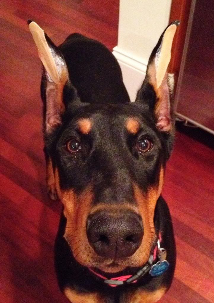 Breathe Right Nasal Strips?? (Ears) Doberman Forum Doberman Breed
