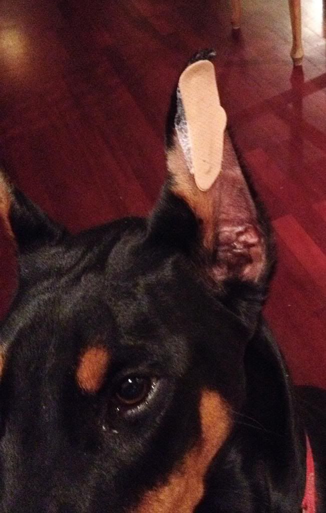 Breathe Right Nasal Strips?? (Ears) Doberman Forum Doberman Breed