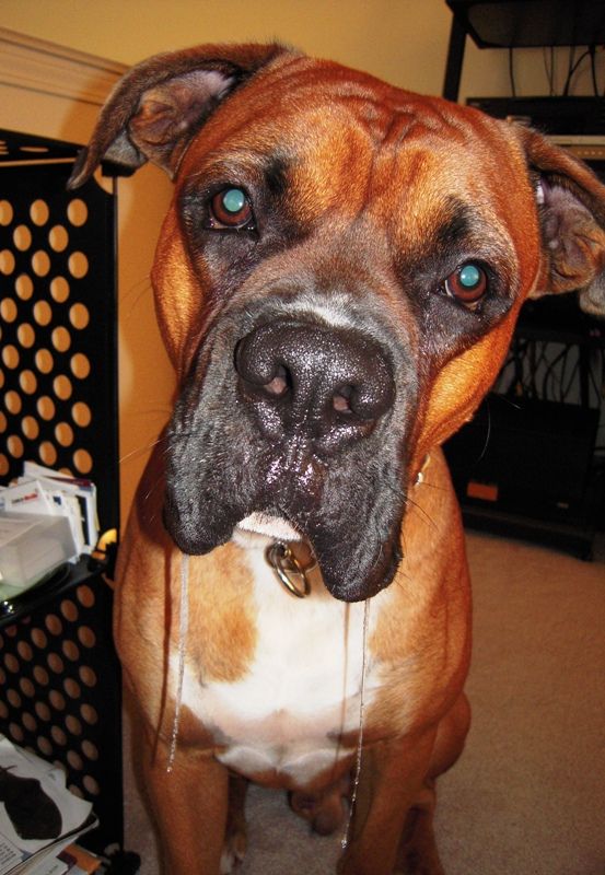 4th of July Drool Boxer Forum Boxer Breed Dog Forums