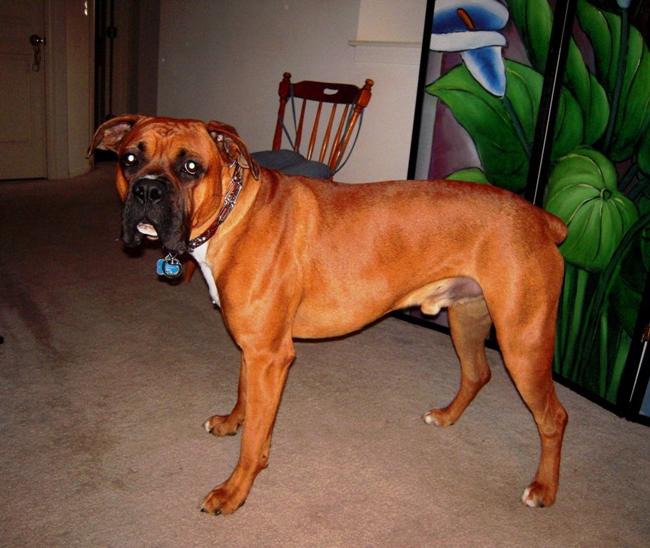Boxer looks very lean compared to other boxers his a Boxer Breed Dog