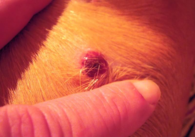 bumps on puppy belly black and this is black all with bumps on puppy belly black and this is black all with